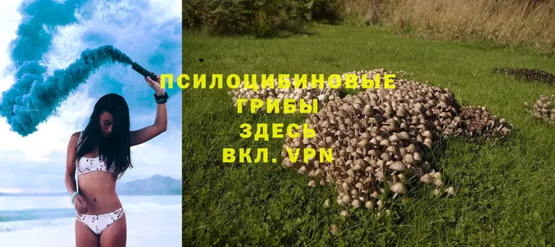 Галлюциногенные грибы Psilocybine cubensis  Курган 